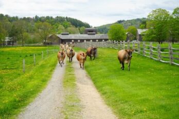 251 Club Spring Get Together Billings Farm & Museum Admission (Adult)