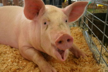 2 Raffle Ticket Deal: Happy, Lazy Barnyard Package
