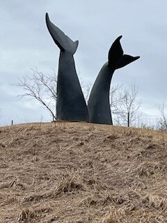 South Burlington Whales Tails