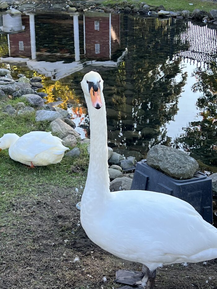 Swanton